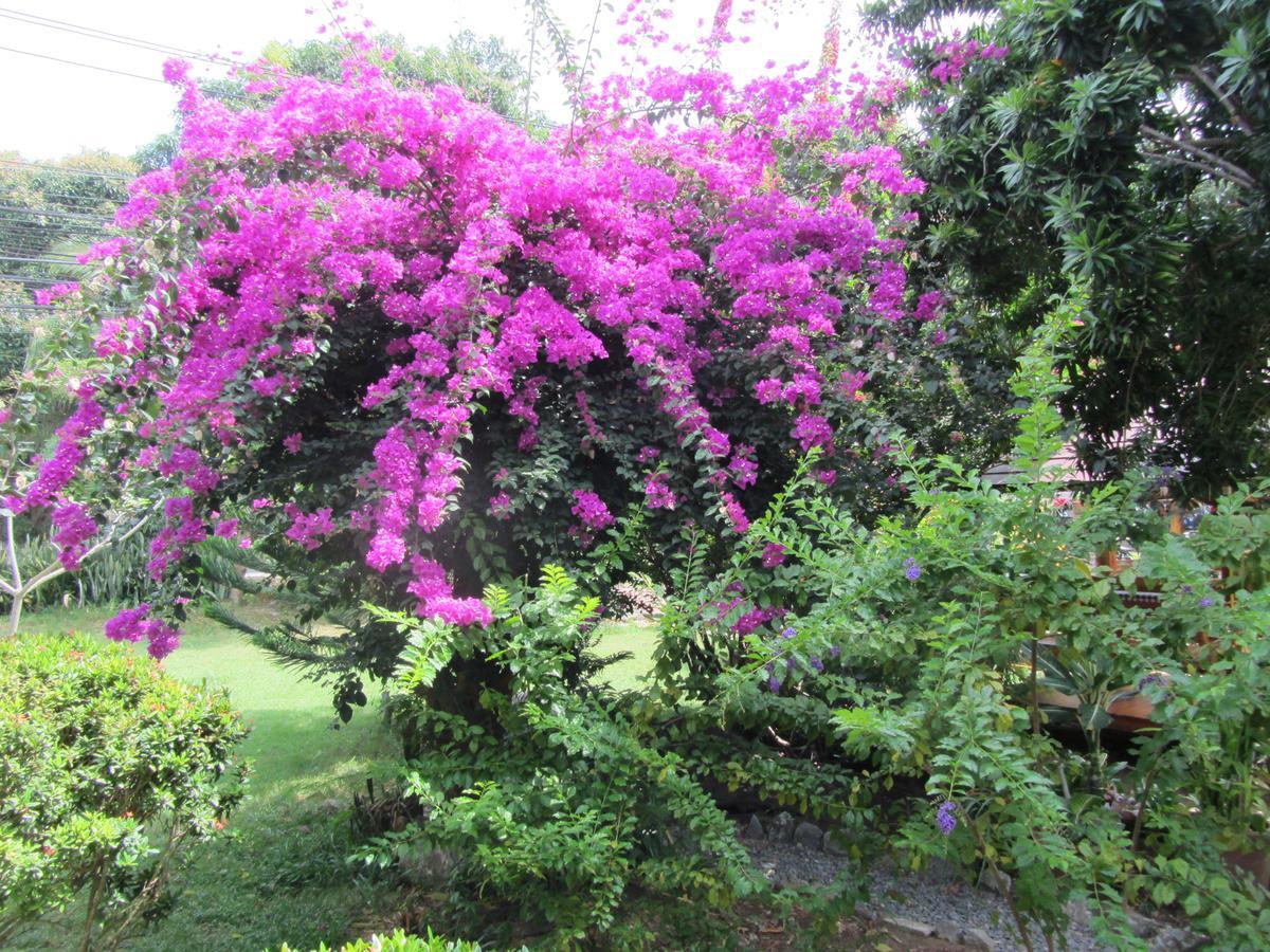 Flower Paradise Bungalows & Swiss Restaurant Roestiland Lamai Beach  Exterior foto