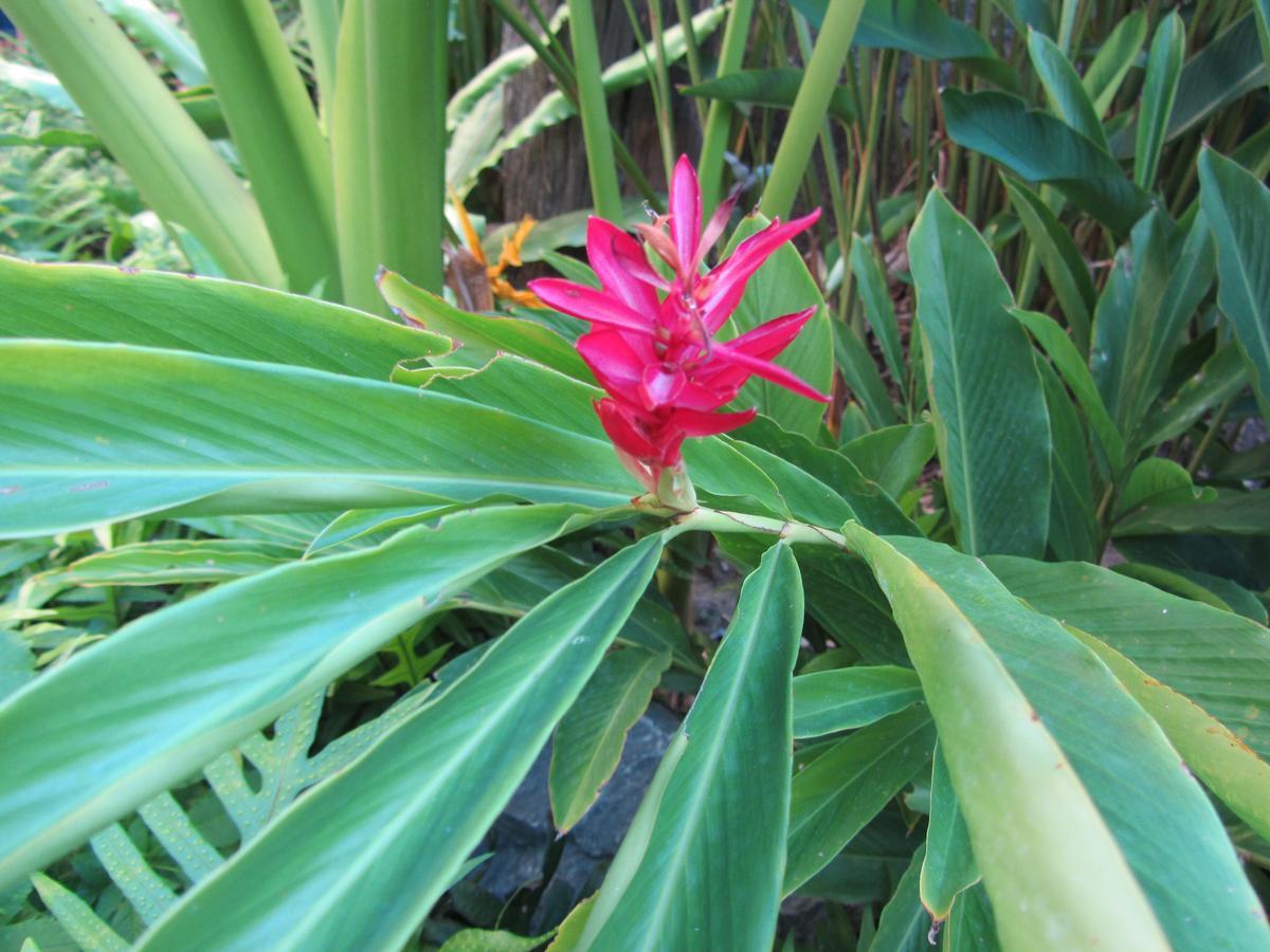 Flower Paradise Bungalows & Swiss Restaurant Roestiland Lamai Beach  Exterior foto