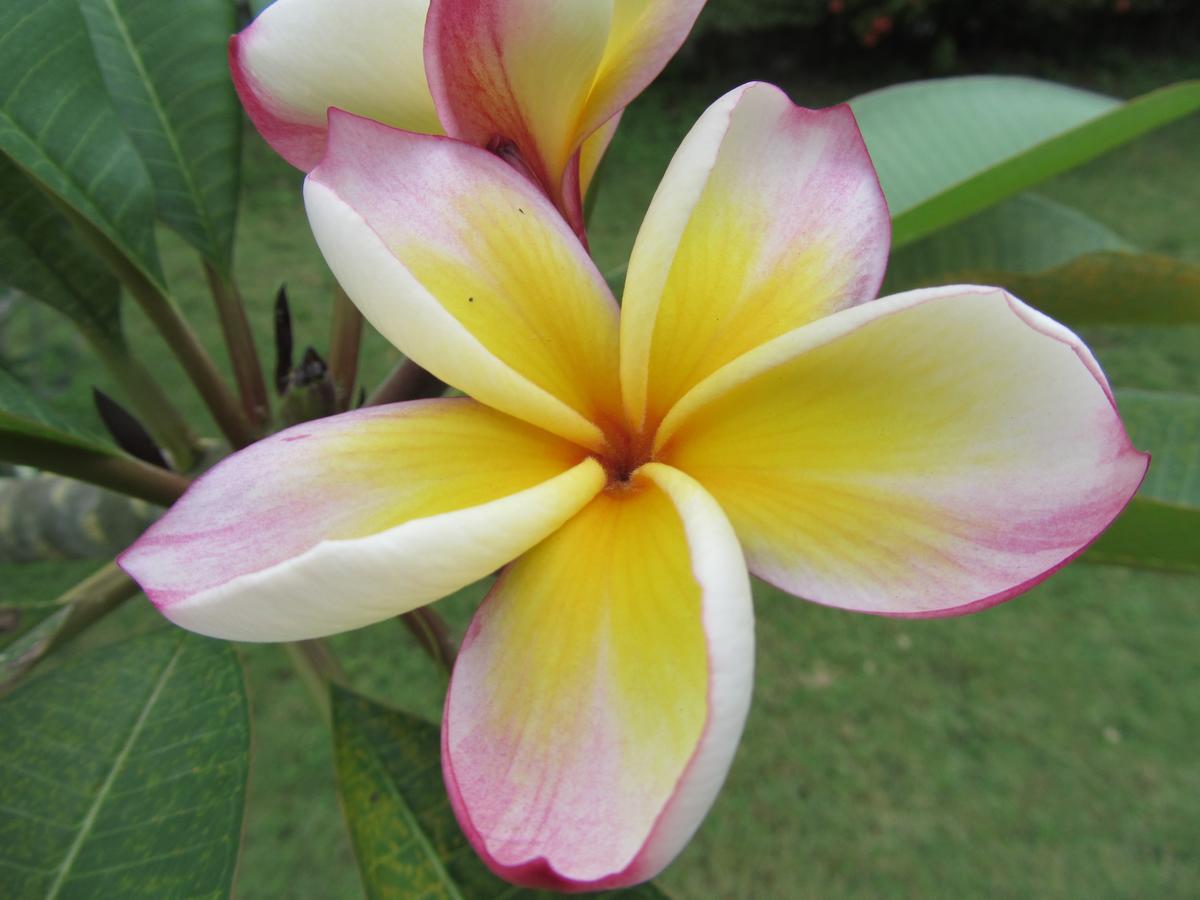 Flower Paradise Bungalows & Swiss Restaurant Roestiland Lamai Beach  Exterior foto